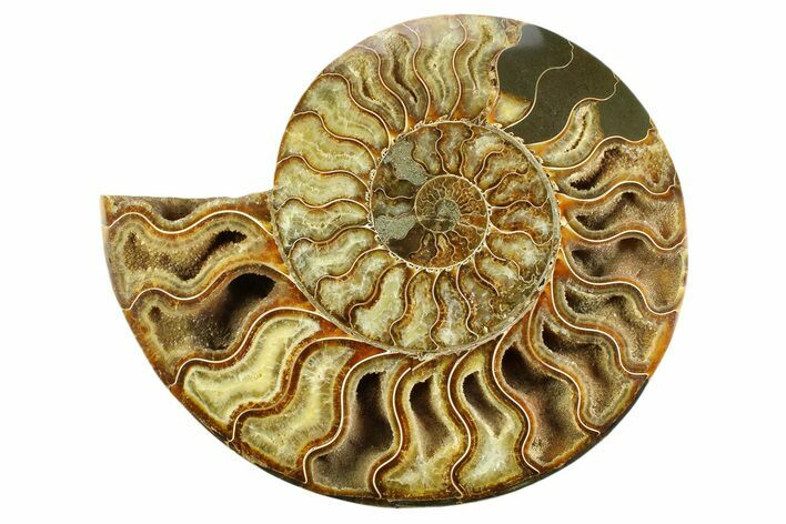 Cut & Polished Ammonite Fossil (Half) - Deep Crystal Pockets #359529